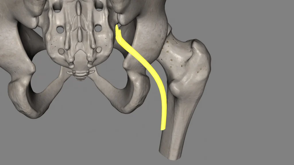 avascular necrosis treatment in indore, orthopedic doctor indore